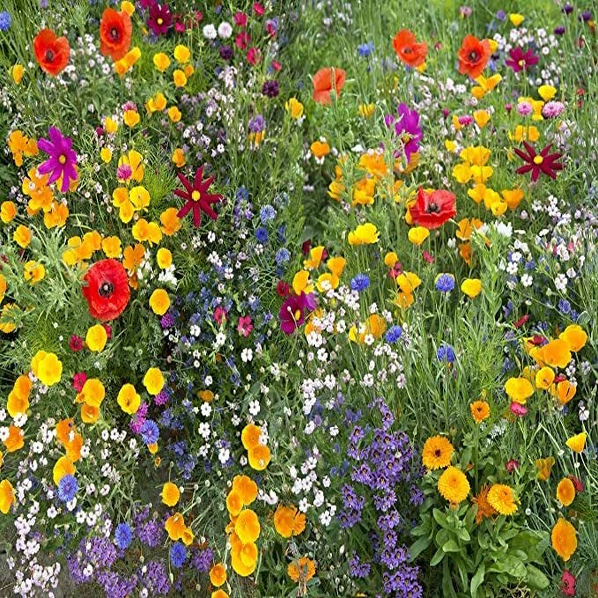 Annual flower mix of Seeds  Heirloom, Non-GMO, High Germination Organic Garden Seeds