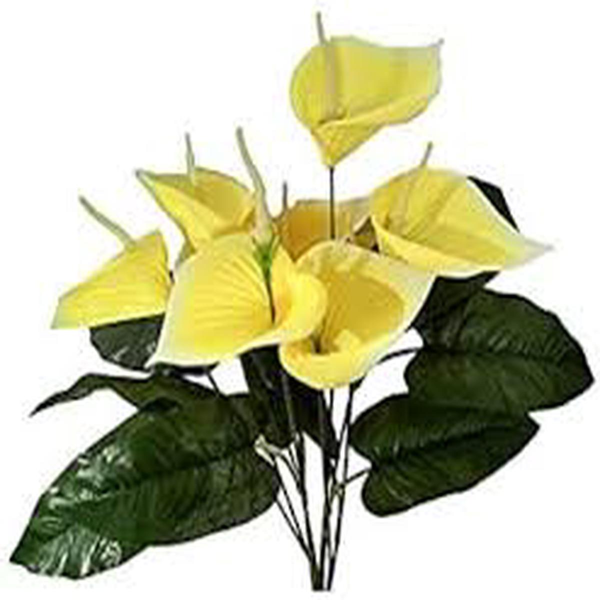 Yellow Anthurium Flower Seeds for Planting Compact Growth, Heirloom, Non-GMO, High Germination Garden Seeds