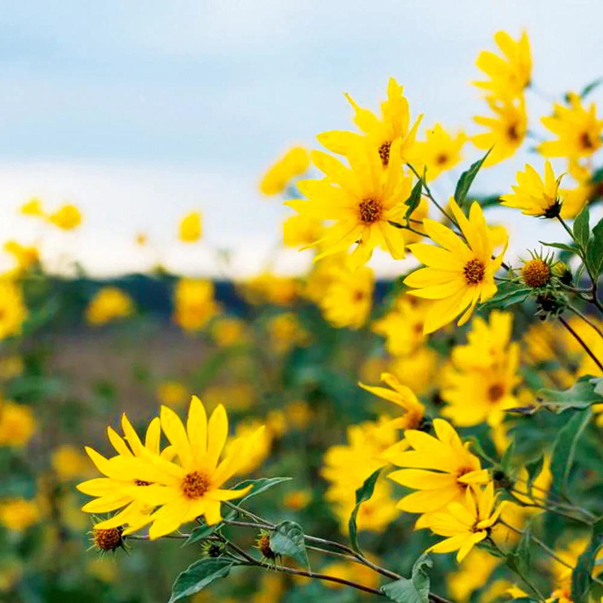 Yellow Heliopsis Flower seeds for Planting Garden Favorite Heirloom & GMO Free Seeds for Home Garden Sale