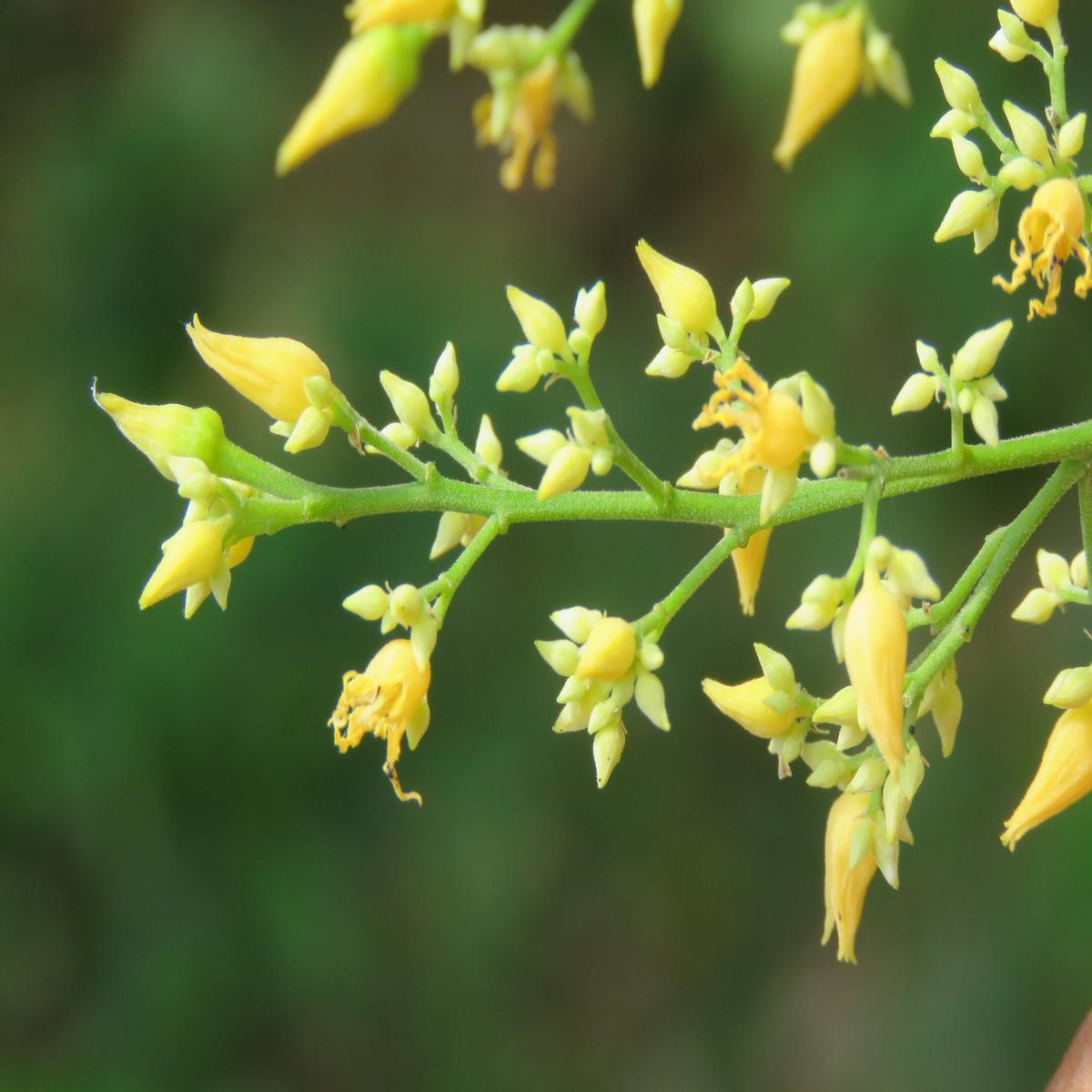 Yellow Hevea Brasiliensis Flower Seeds for Planting Heirloom Non-GMO, High Germination Organic Garden Seeds