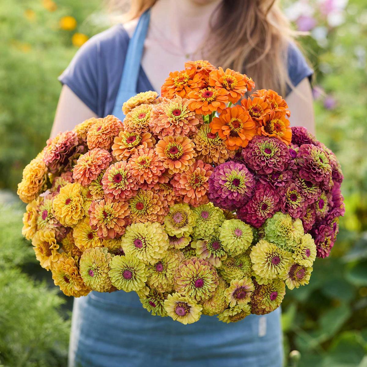 Zinnia Queeny Series Bundle