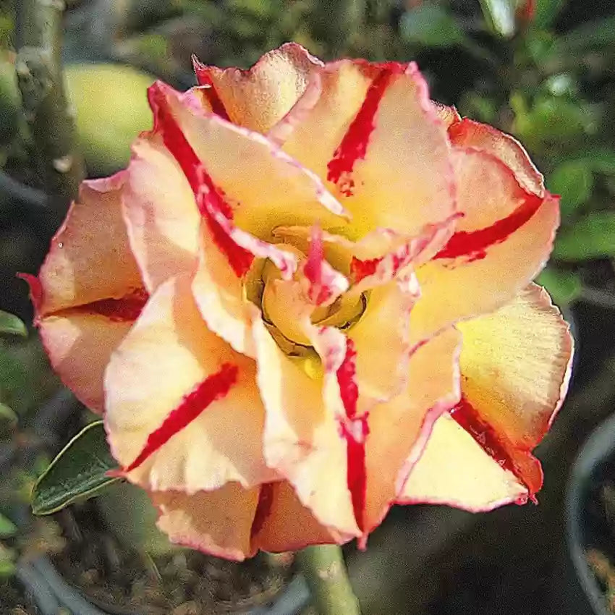 Adenium Obessum Seeds (Orange) - Perfect for Planting in Your Garden