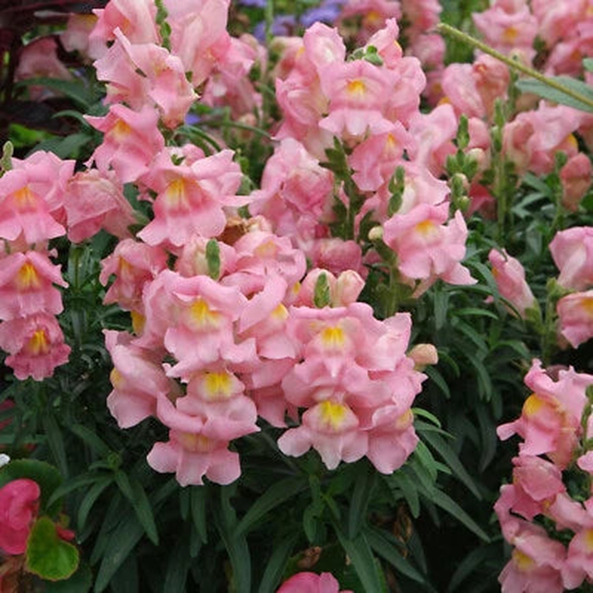 Appleblossom Snapdragon Seeds for Planting Heirloom Non-GMO , Easy to Grow, Annual Blooms