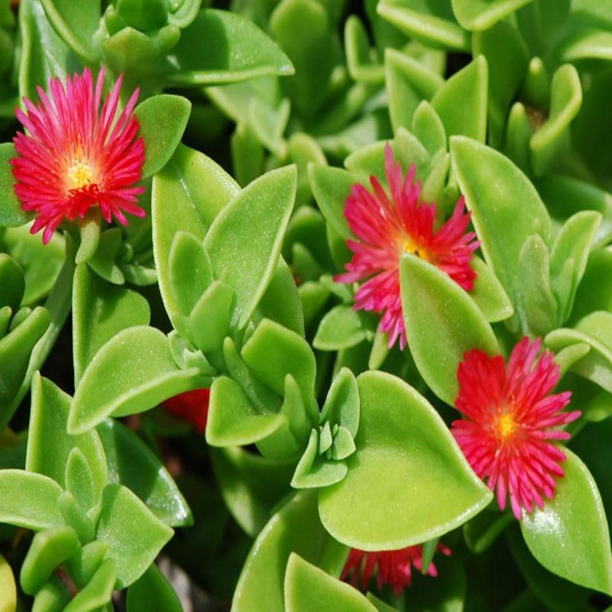 Aptenia Cordifolia Flower seeds for Planting - Wildflower Mix, Heirloom & GMO Free Seeds for Home Garden