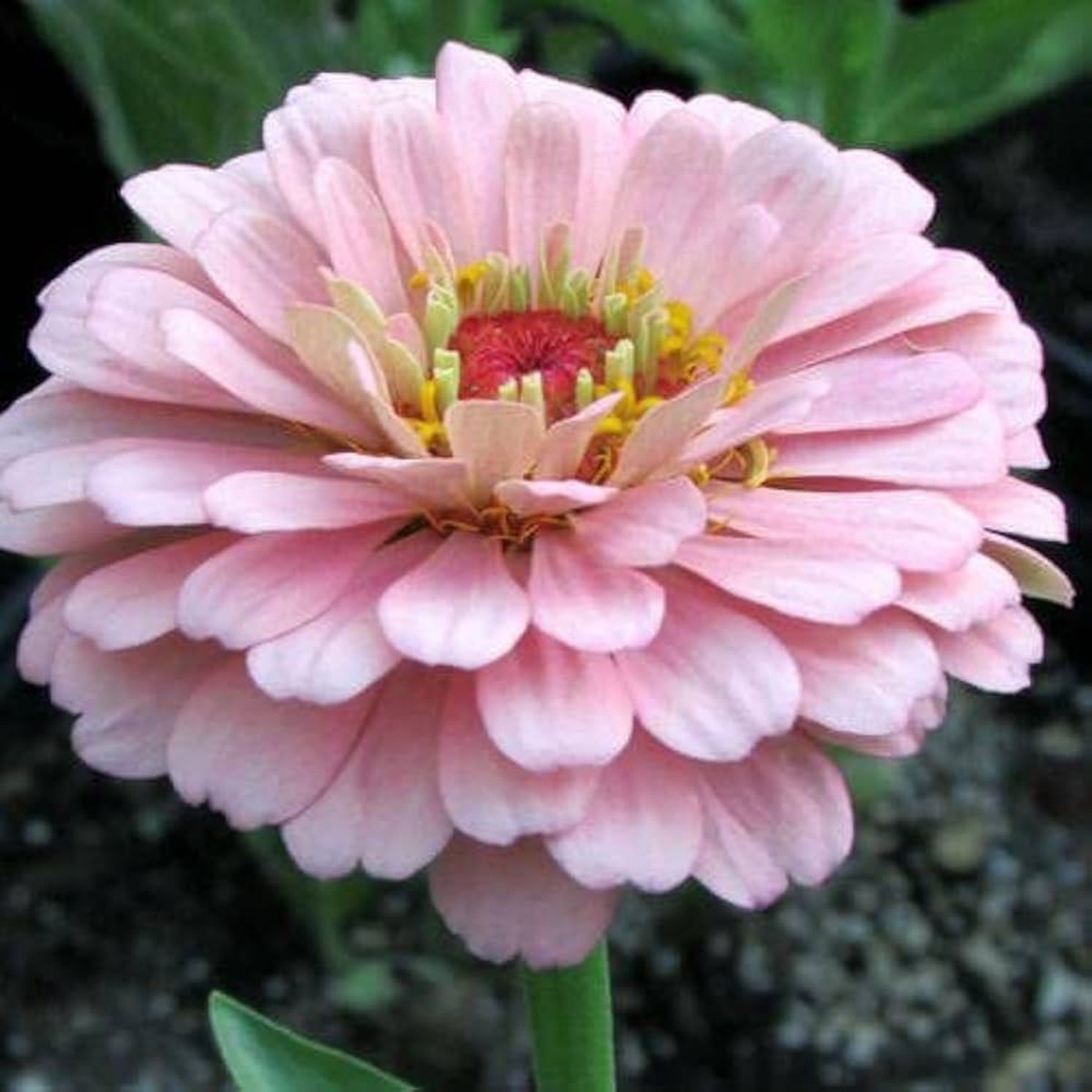 Baby Pink Zinnia Flower Seeds for Planting  Heirloom, Non-GMO, High Germination Bright Garden Blooms