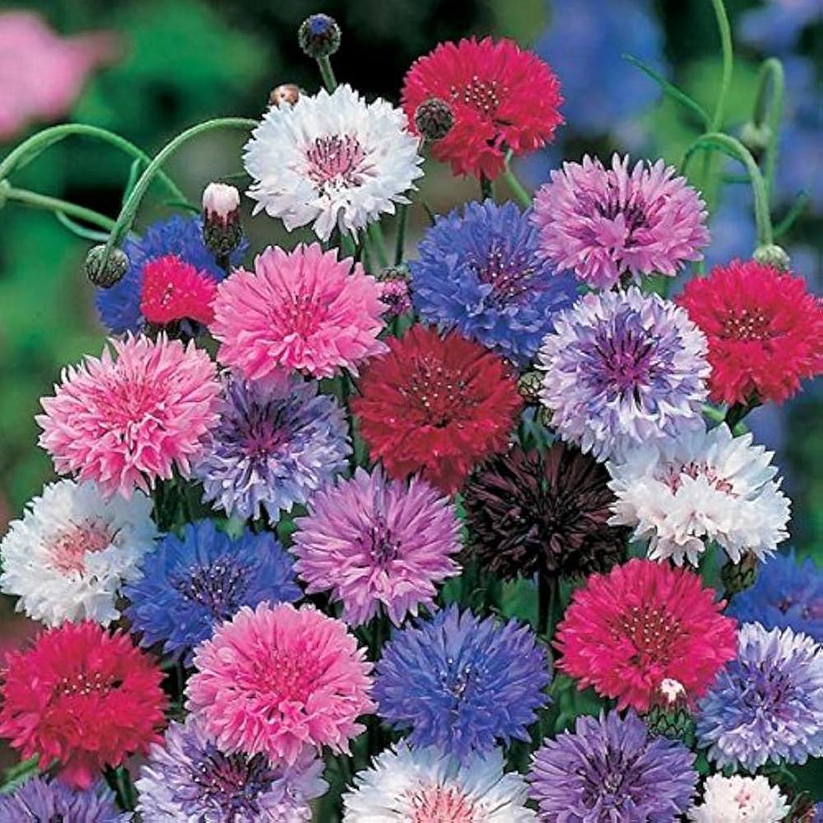 Bachelor Button Centaurea Cyanus Mixed Flower Seeds for Planting  Ideal for Cut Flower Gardens and Seasonal Borders