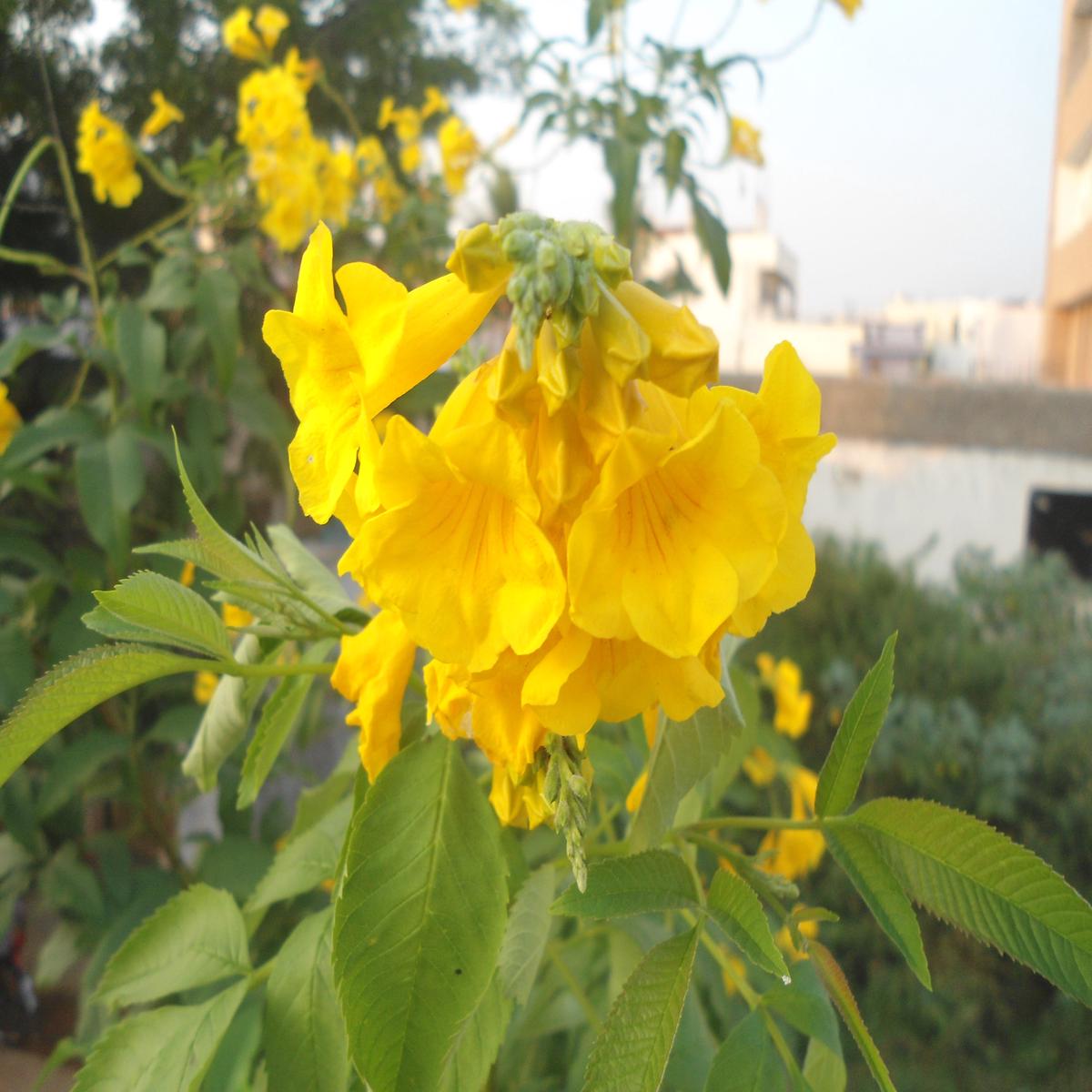 Yellow Jacaranda Flower Seeds for Planting  Heirloom, Non-GMO, High Germination Organic Garden Seeds
