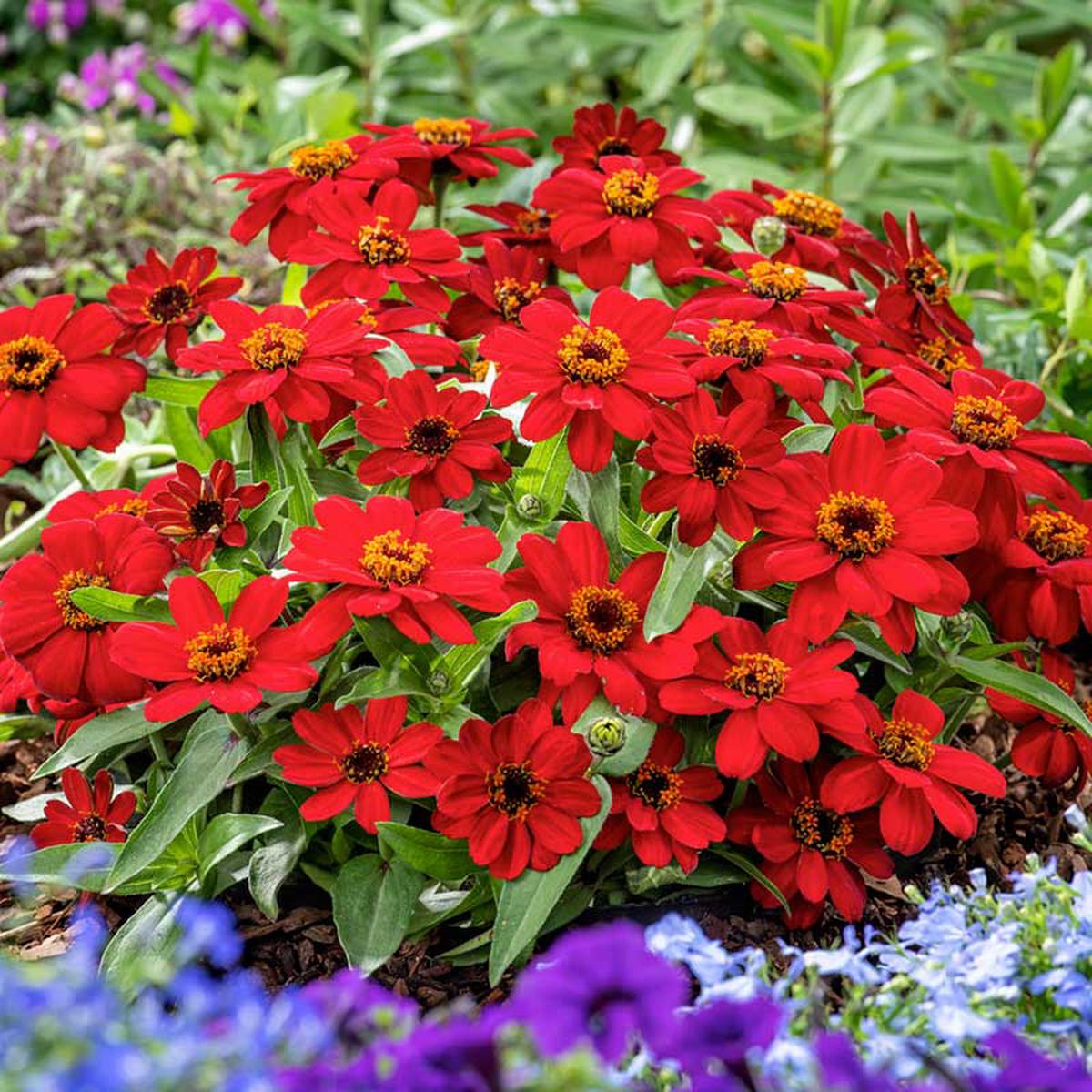 Zinnia Seeds - Profusion Red