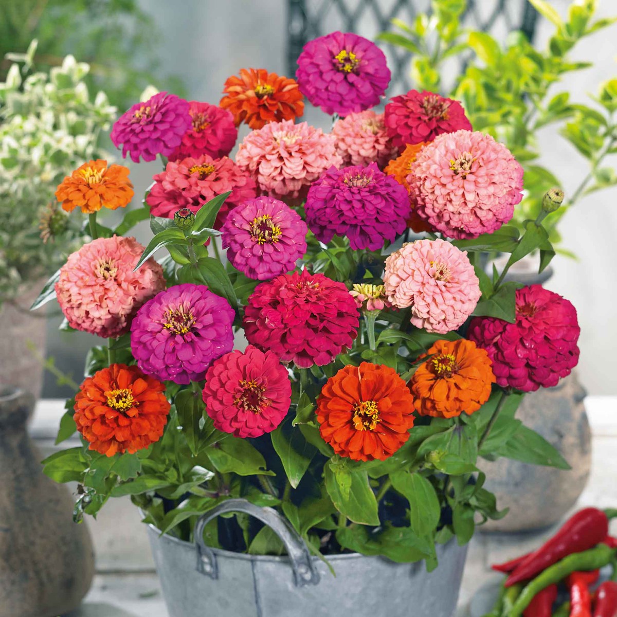 Zinnia Seeds - Pulcino Mix