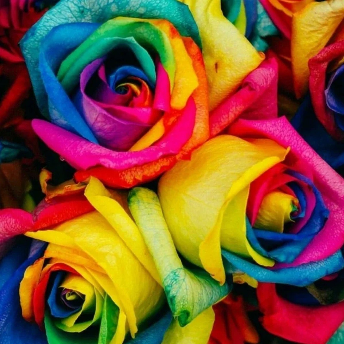 50 Rainbow Rose Flower Seeds - Multicolor Perennial Plants for Home Garden