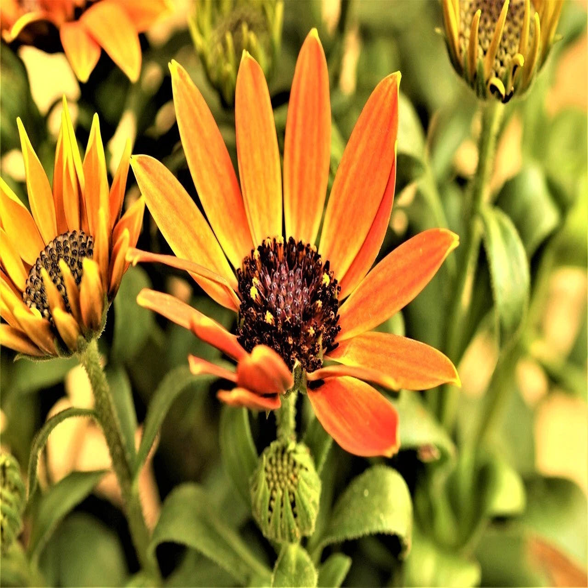 African Daisy Seeds - - Flower Seeds - Shipping  Heirloom, Non-GMO, High Germination Organic Garden Seeds
