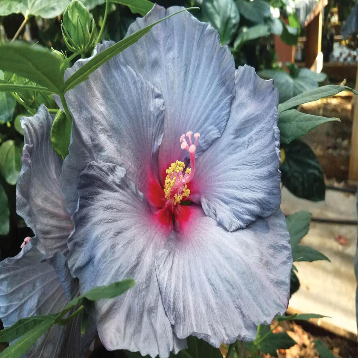 Ash Hibiscus Flower Seeds  Premium Heirloom Non-GMO Seeds for Home Garden & Vibrant Blooms