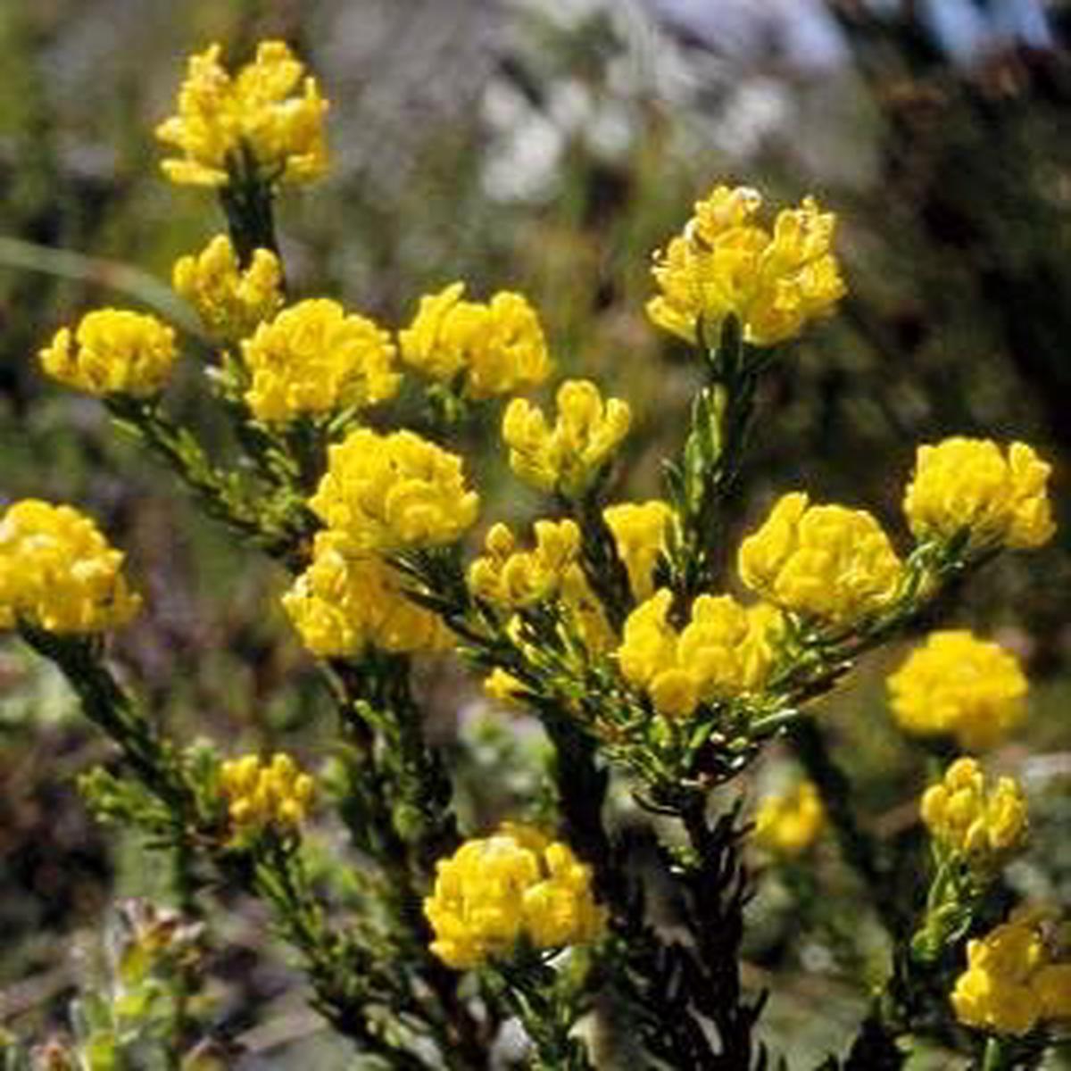 Aspalathus Flower Seeds for Planting, 100