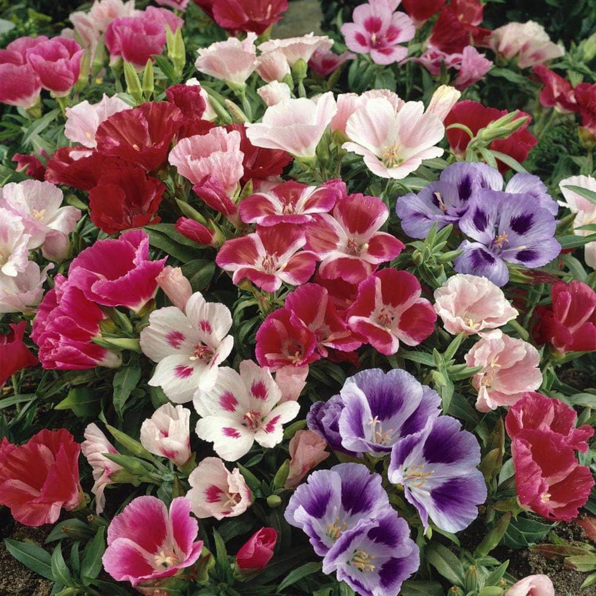 Azalea Flower Seeds Mix for Planting  Heirloom, Non-GMO, High Germination Garden Seeds