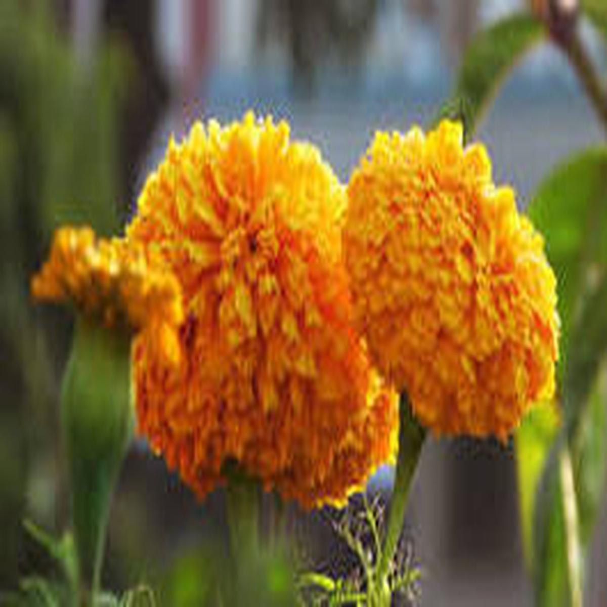 Yellow Marigold Flower Seeds for Planting Hardy Variety, Heirloom, Non-GMO & Organic Garden Seeds