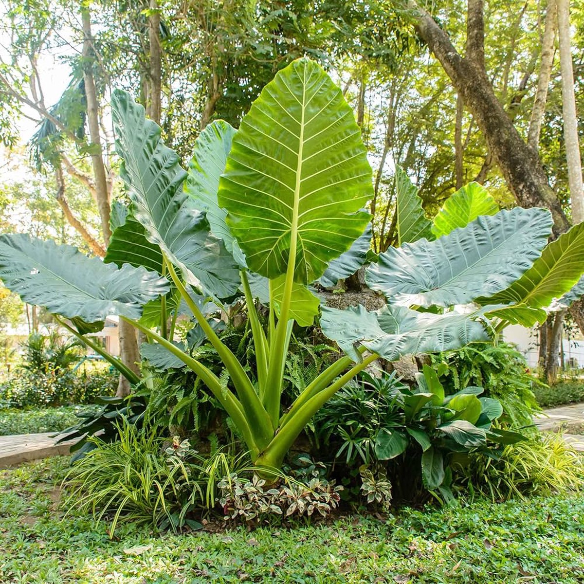 Alocasia Macrorrhiza Flower seeds for Planting Cut Flower Favorite Heirloom & GMO Free Seeds for Home Garden Sale