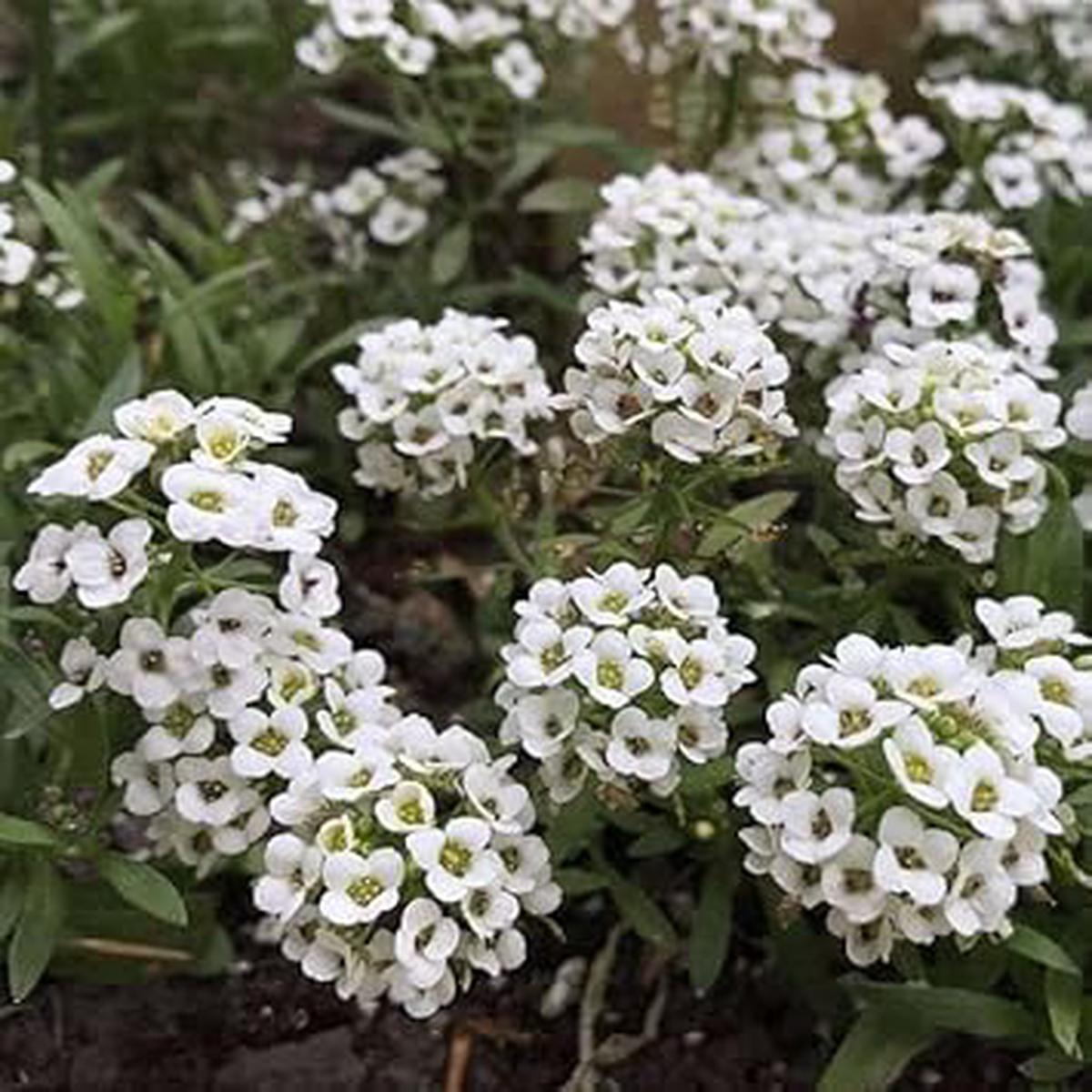 Alyssum Flower seeds for Planting Shade Tolerant Heirloom & GMO Free Seeds for Home Garden