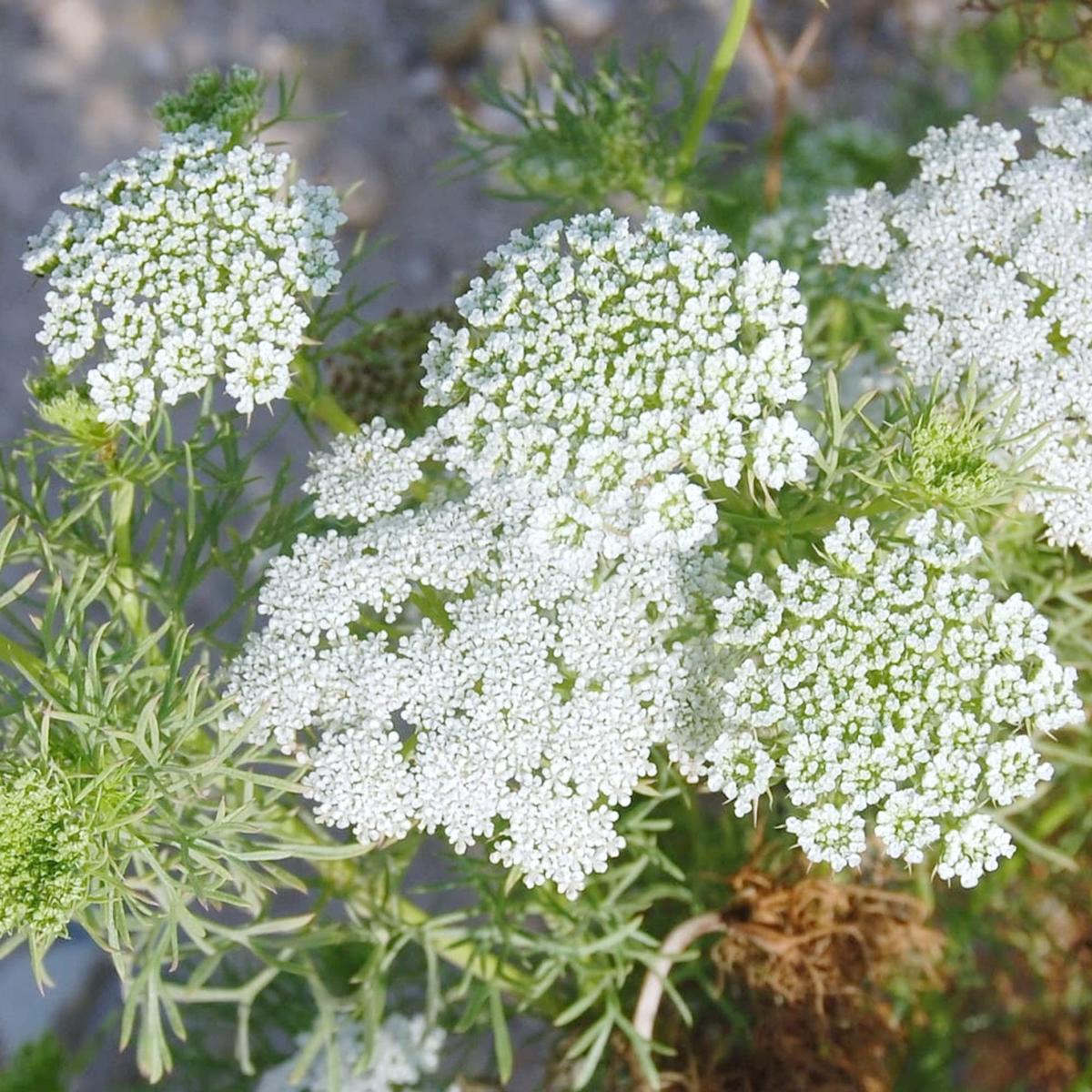 Ammi Flower Seeds for Planting - Heirloom, Non-GMO, High Germination Organic Garden Seeds