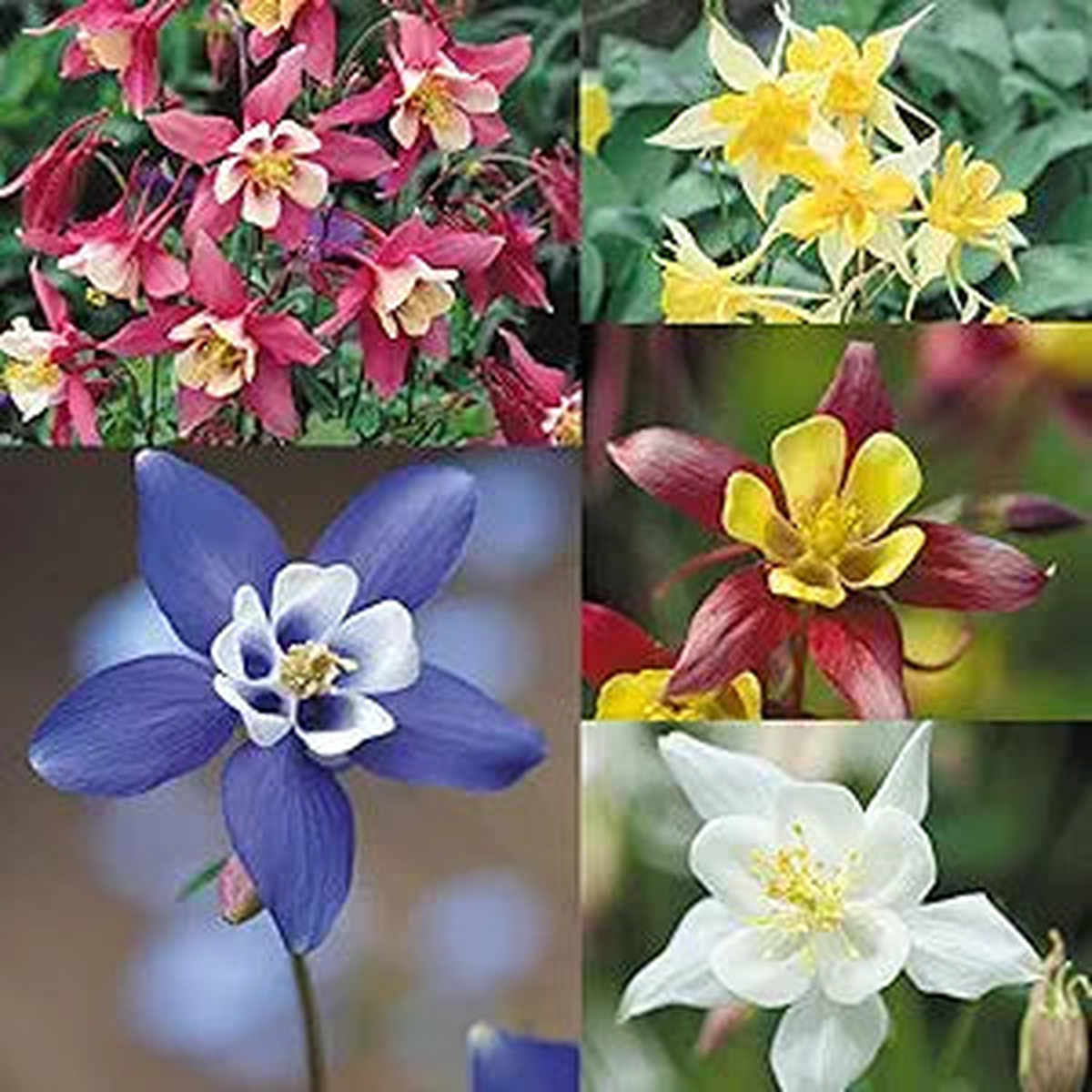 Aquilegia Seeds, Viridiflora, Perennial Flower Seeds