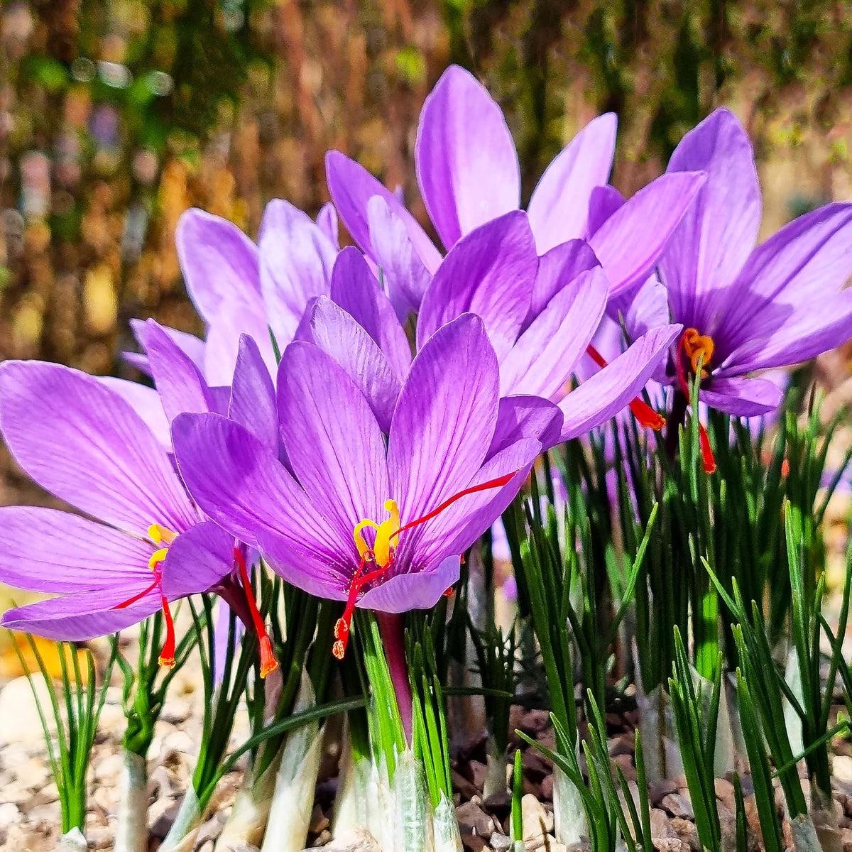 Autumn Crocus Flower seeds for Planting Garden Favorite Heirloom & GMO Free Seeds for Home Garden Sale