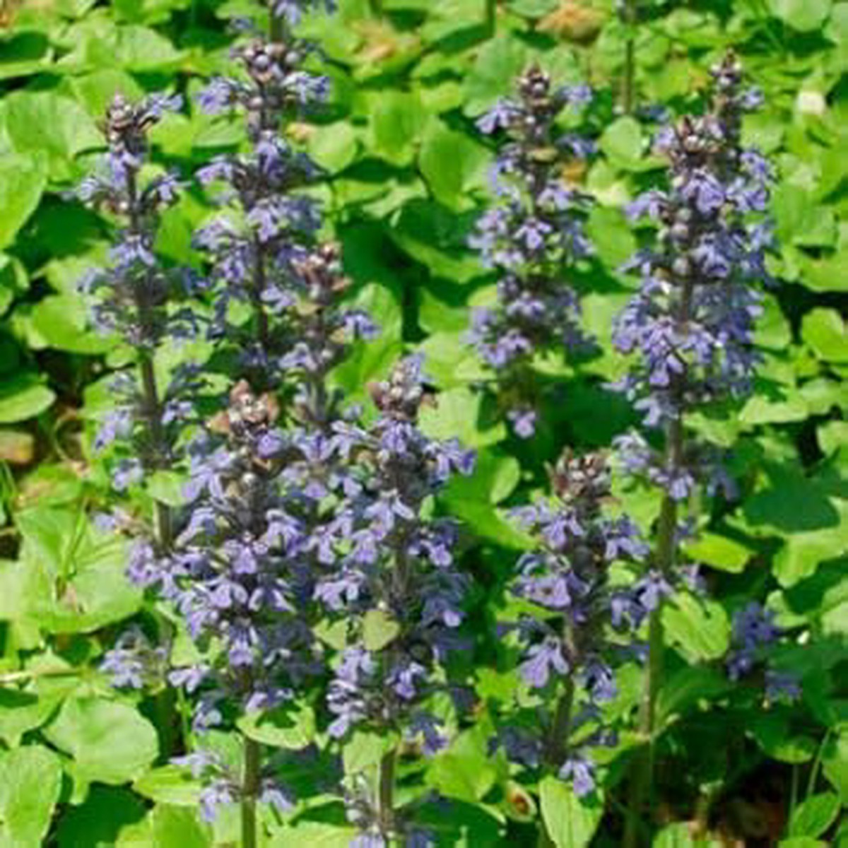 Semillas Flower Seeds Heirloom Non-GMO Decorative Blooms for Vibrant Garden Planting