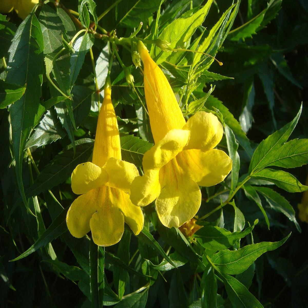 Yellow Madia Flower seeds for Planting - Shade Tolerant, Heirloom & GMO Free Seeds for Home Garden