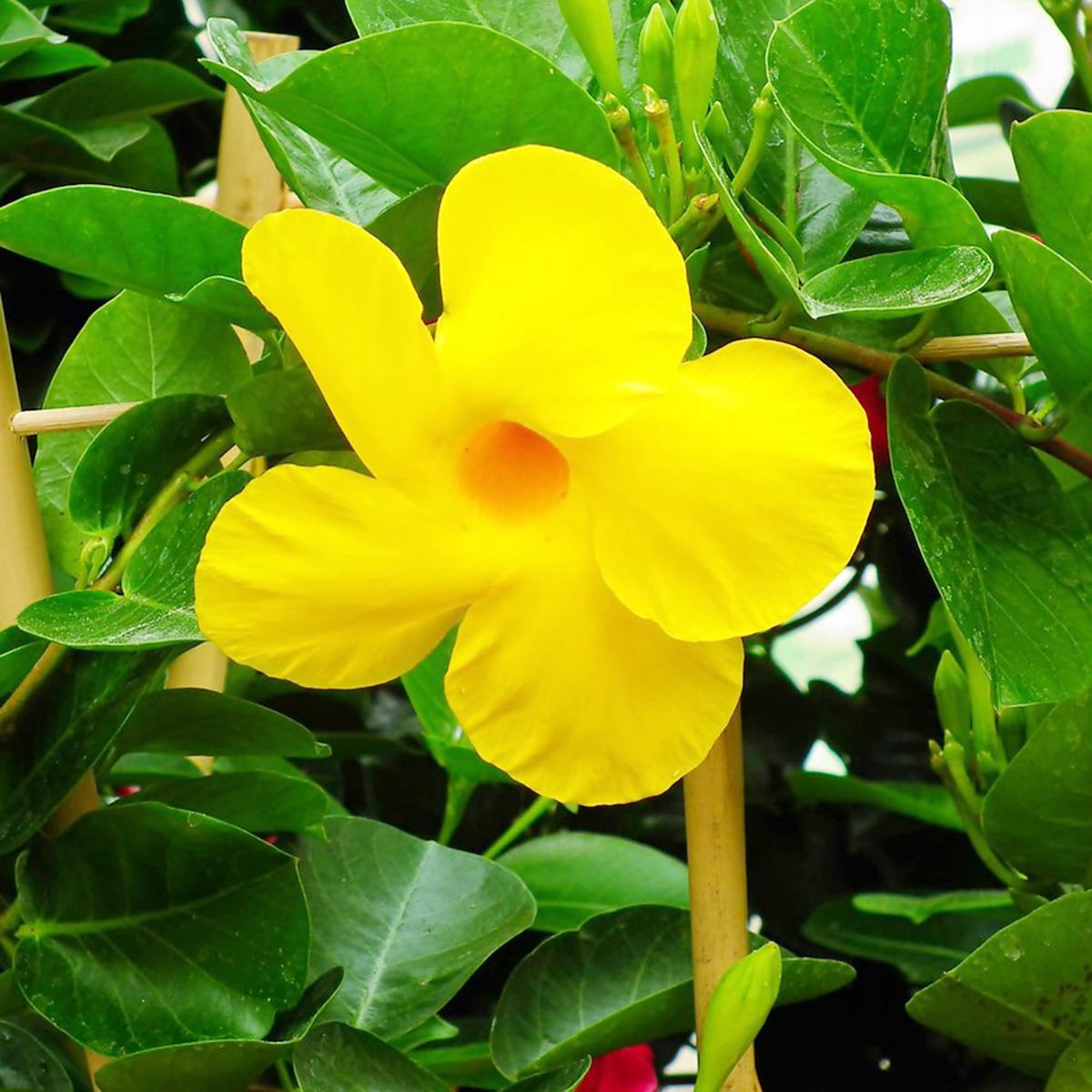 Yellow Mandevilla sanderi Flower Seeds for Planting  Heirloom, Non-GMO, Tropical, Perennial