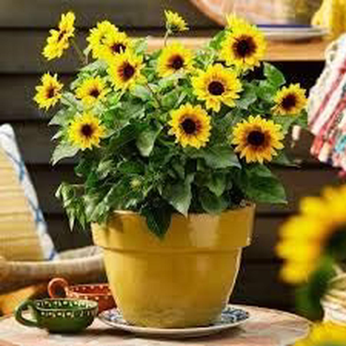 Yellow Mini Sunflower Seeds for Planting, Heirloom Non-GMO, High Germination Organic Garden Seeds