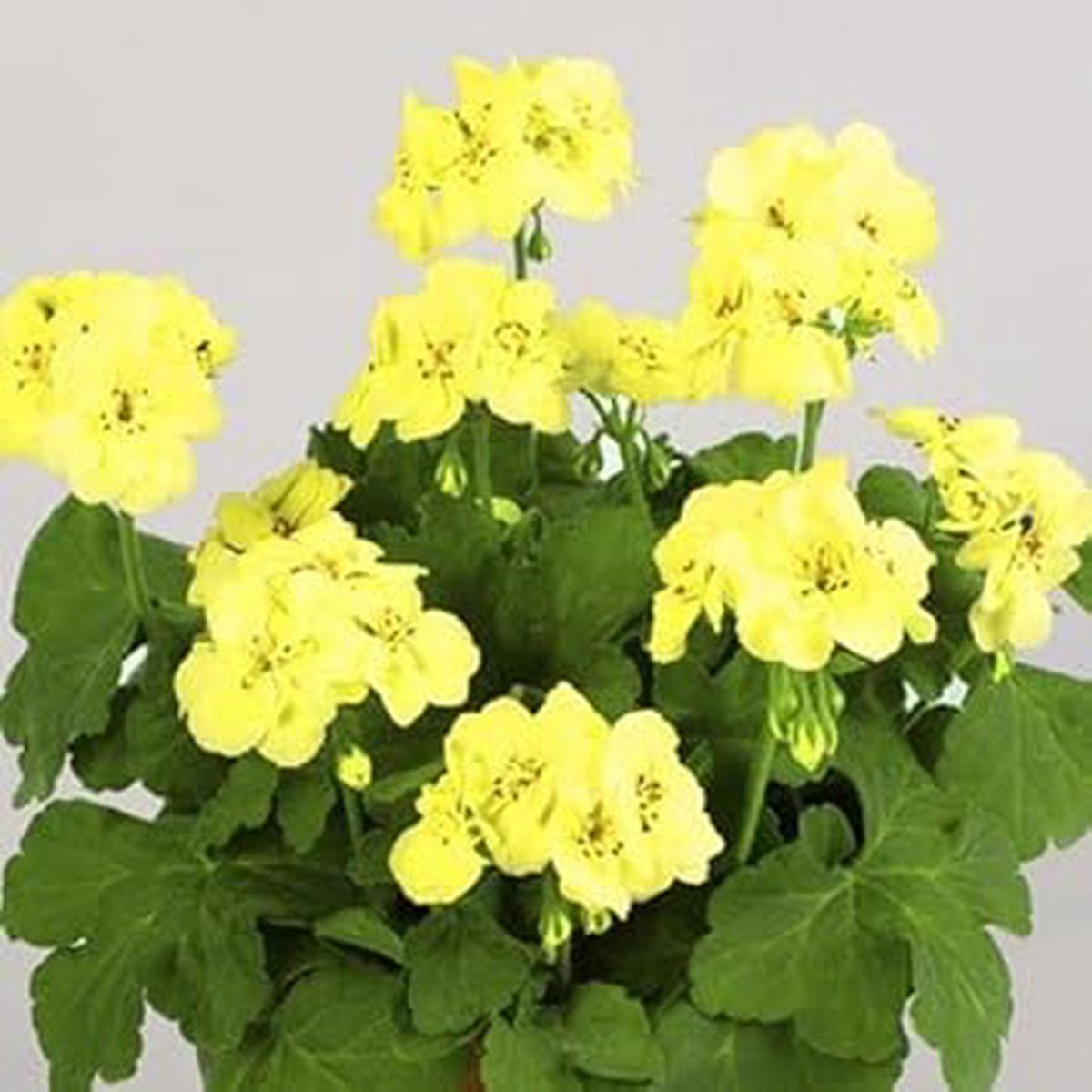 Yellow Pelargonium Flower seeds for Planting - Wildflower Mix, Heirloom & GMO Free Seeds for Home Garden