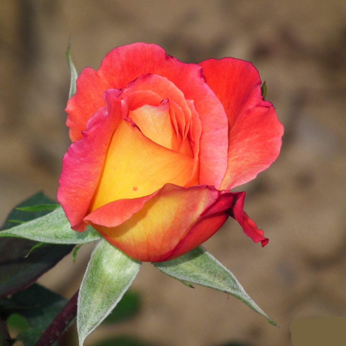 Yellow Red Rose Flower seeds for Planting - Hardy Variety, Heirloom & GMO Free Seeds for Home Garden