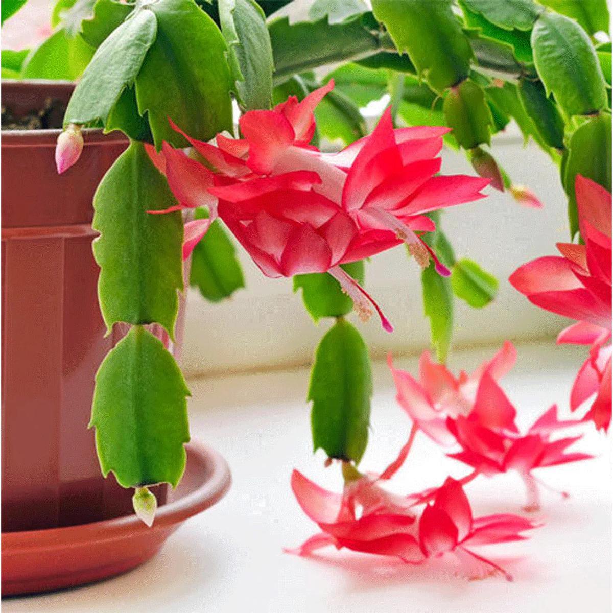 Zygocactus Flower seeds for Planting Compact Growth Heirloom & GMO Free Seeds for Home Garden Sale