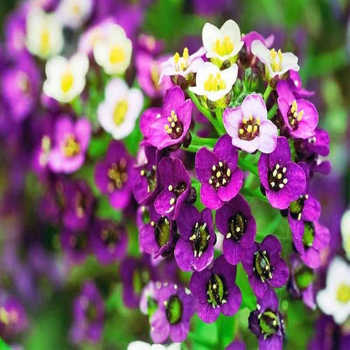 Alyssum Wonderland Mix Ground Cover Flower Flower Seeds for Home Garden Planting, Blooming Organic