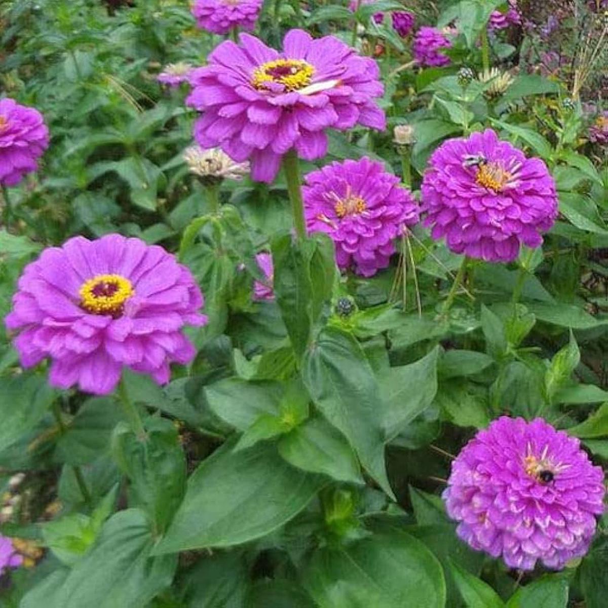 Amethyst Flower Seeds Stunning Purple Flowers for Garden Decor (4G / 2100 Pcs)