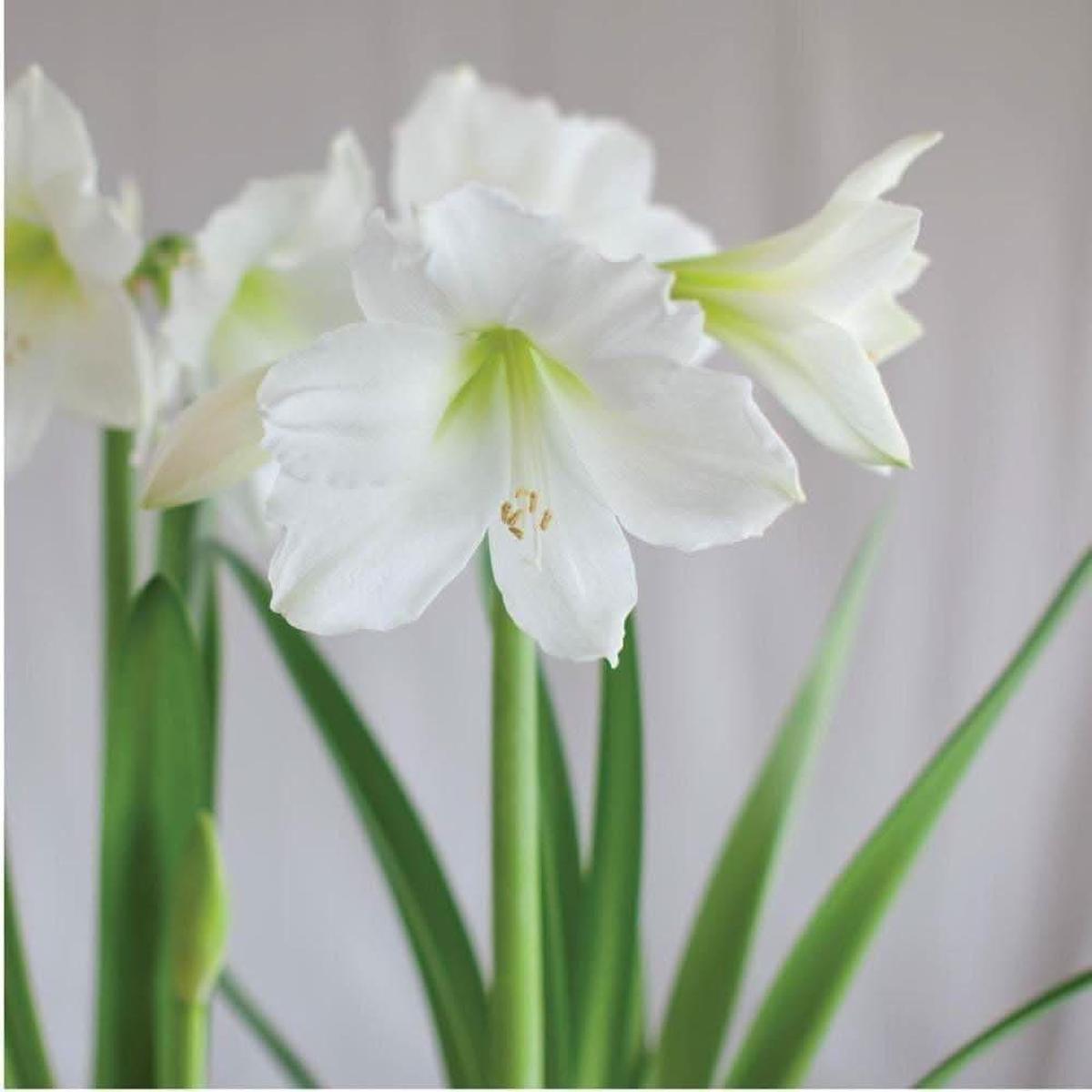 Amaryllis Hippeastrum spp. Flower for Planting in White Sunrise Indoor Garden