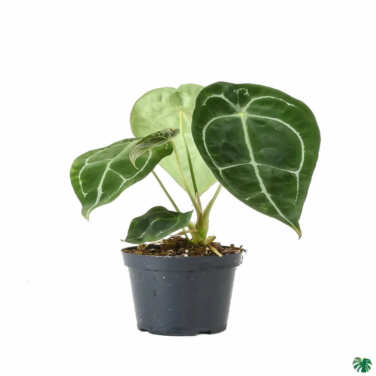 Anthurium forgetii Plant Seeds Heirloom Non-GMO Organic Garden Seeds for Planting, High Germination Rate