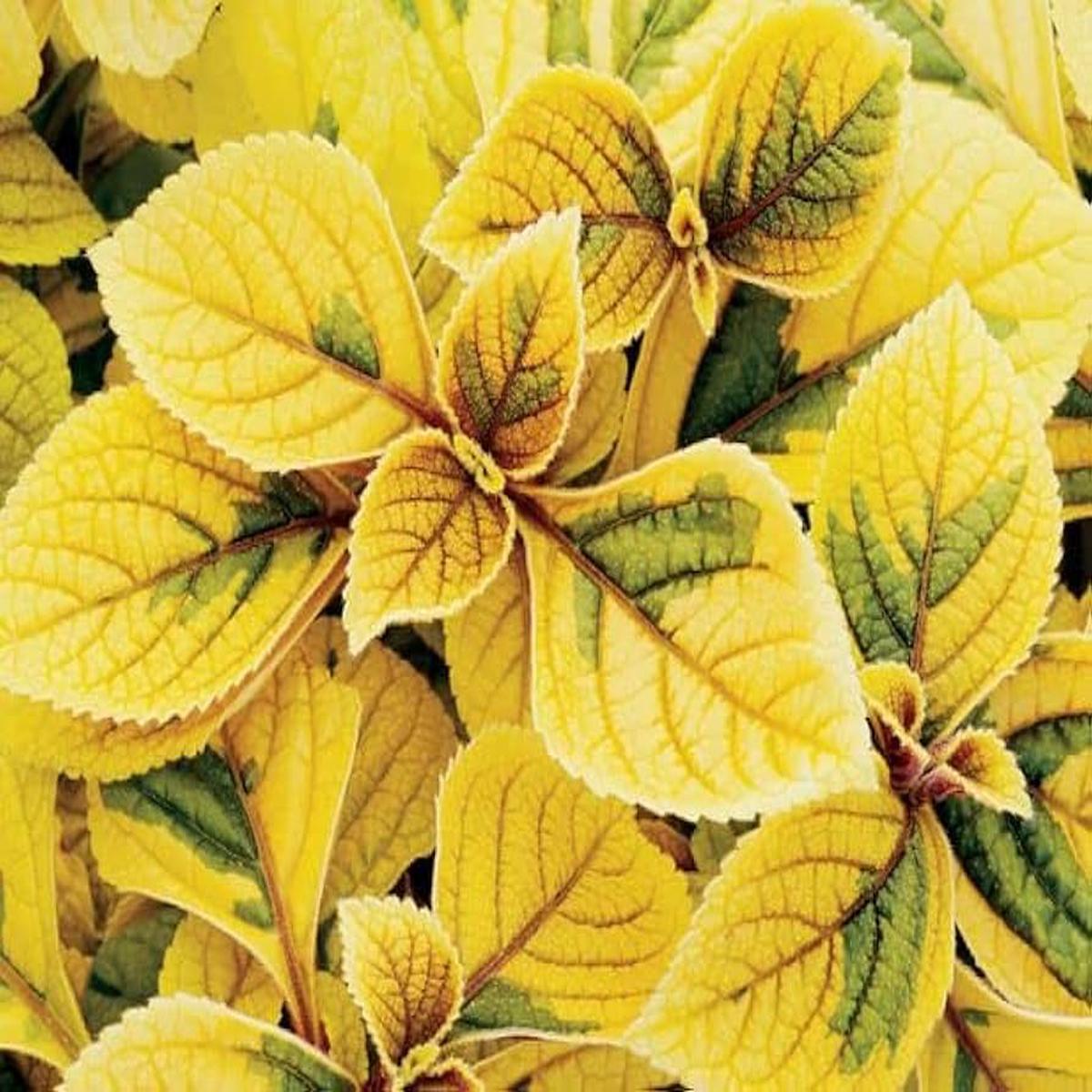 Yellow Red Dragon Coleus Seeds for Planting  Heirloom, Non-GMO, Drought-Tolerant High Germination Garden Seeds