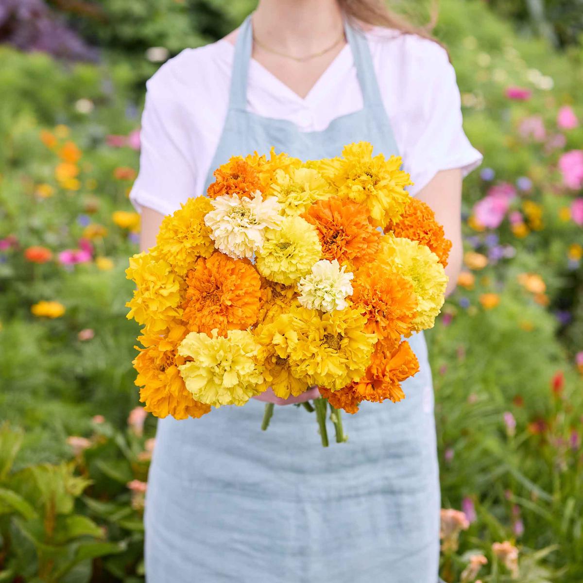 African Marigold Seeds - Crackerjack Mix