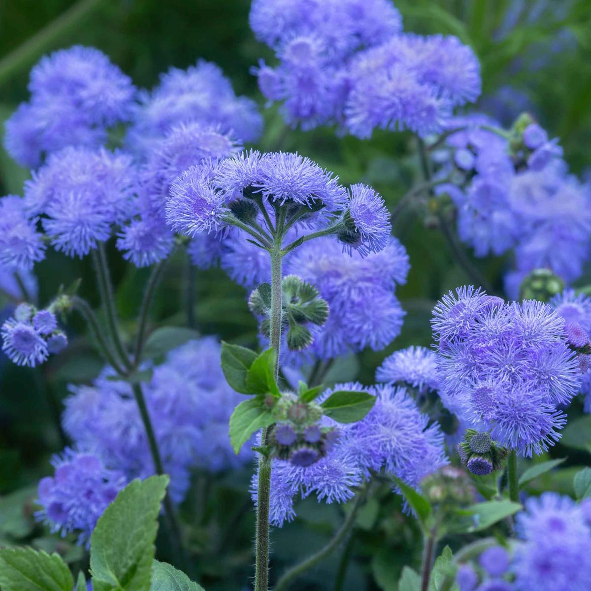 Ageratum Floss Flower Seeds for Planting  Heirloom, Non-GMO, Easy to Grow, Annual