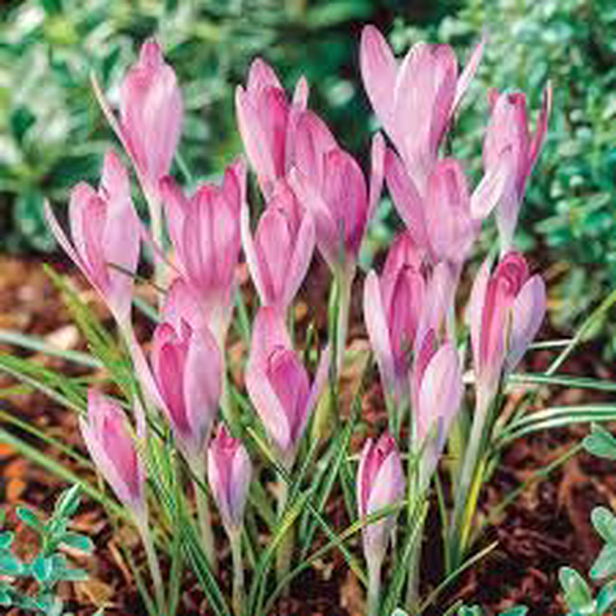 Baby Pink Crocus Flower Seeds for Planting Heirloom, Non-GMO, High Germination, Organic Garden Seeds, Easy to Grow