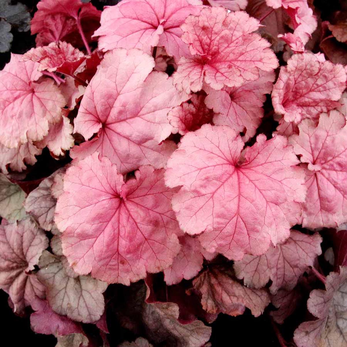 Baby Pink Heuchera Flower Seeds for Planting  Heirloom Non-GMO Seeds for Home Garden
