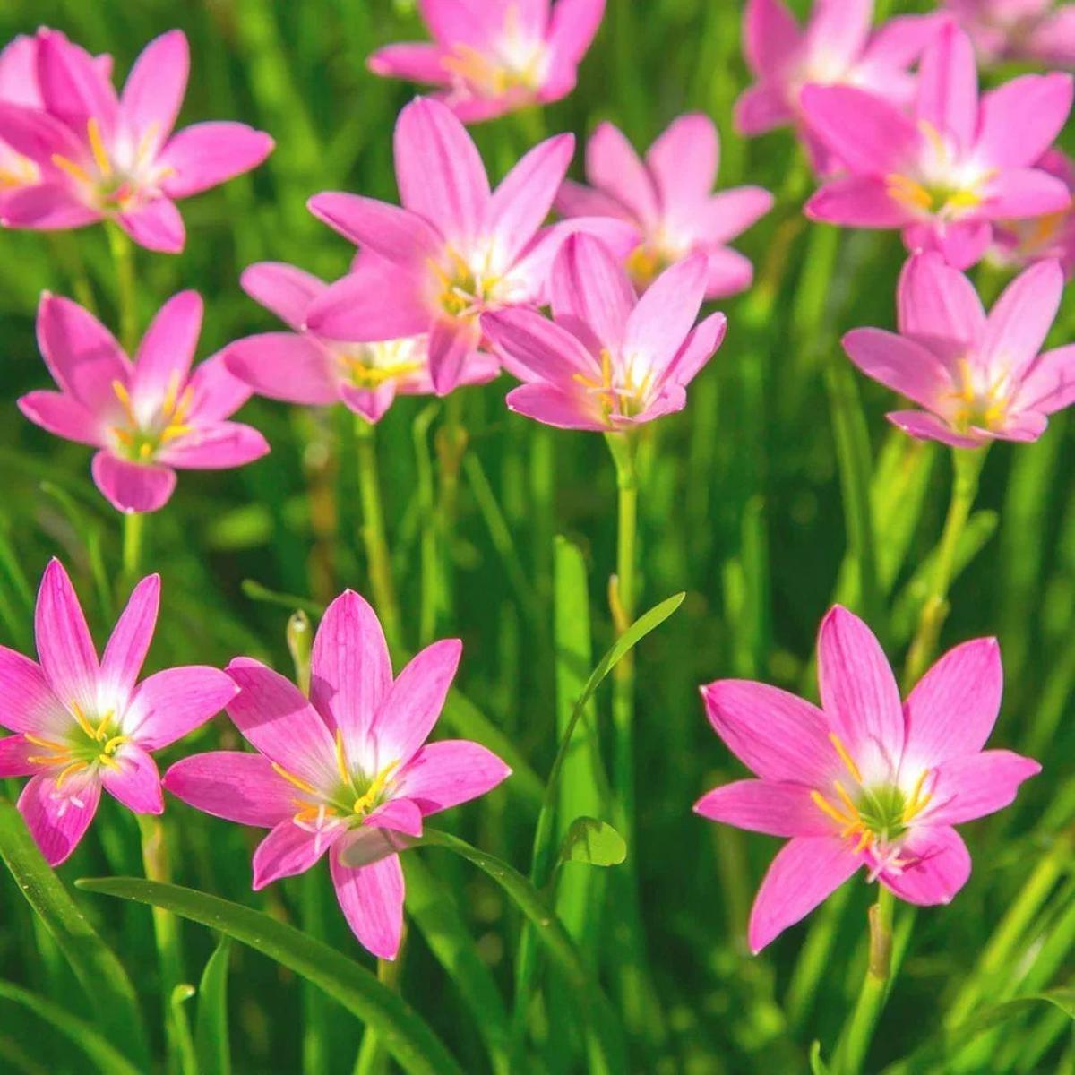 Pink Habranthus Robustus Flower seeds for Planting Sun Loving Heirloom & GMO Free Seeds for Home Garden Sale
