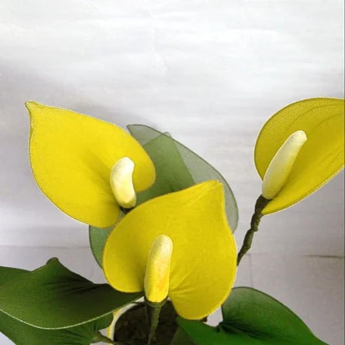 Yellow Anthurium Flower Seeds for Planting Heirloom, Non-GMO, High Germination Organic Garden Seeds