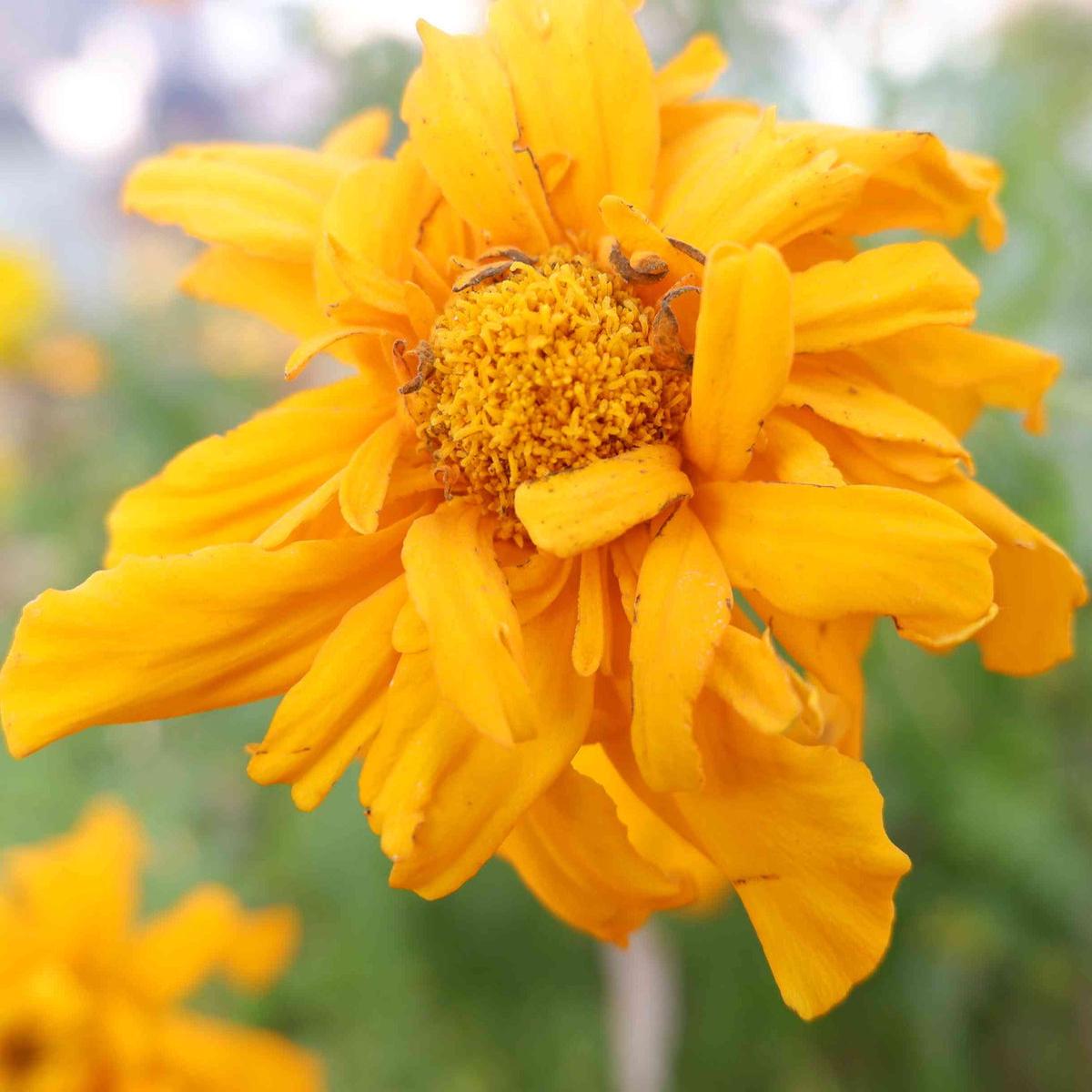 Yellow Marigold Tangerine Flower seeds for Planting - Bright Blooms, Heirloom & GMO Free Seeds for Home Garden