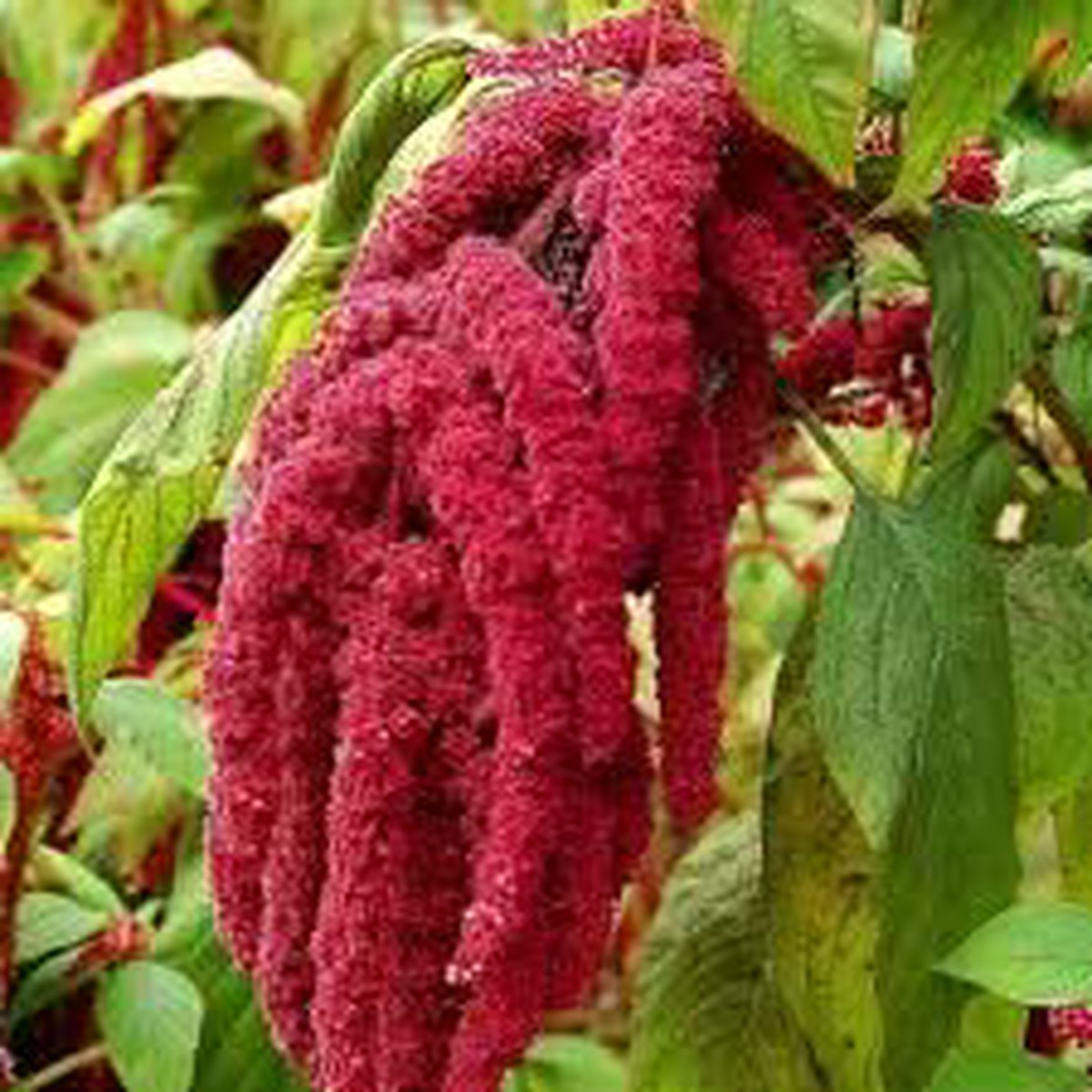 Amaranthus Caudatus Love Lies Bleeding Amaranthus caudatus flower seeds for ornamental backyard planting
