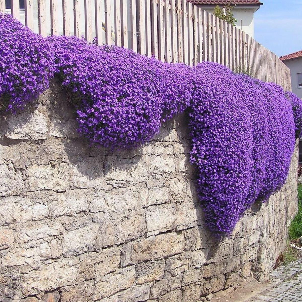 Aubrieta Flower Seeds for Planting Heirloom, Non-GMO, Easy to Grow, Perennial