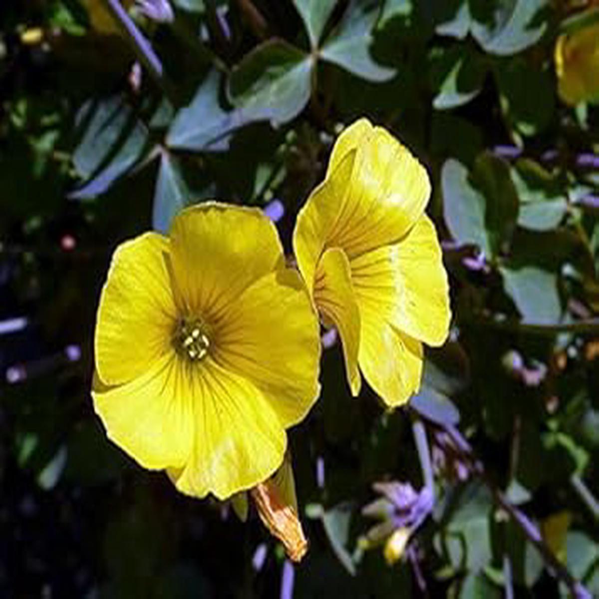 Yellow Bermuda Buttercup Flower seeds for Planting - Hardy Variety, Heirloom & GMO Free Seeds for Home Garden