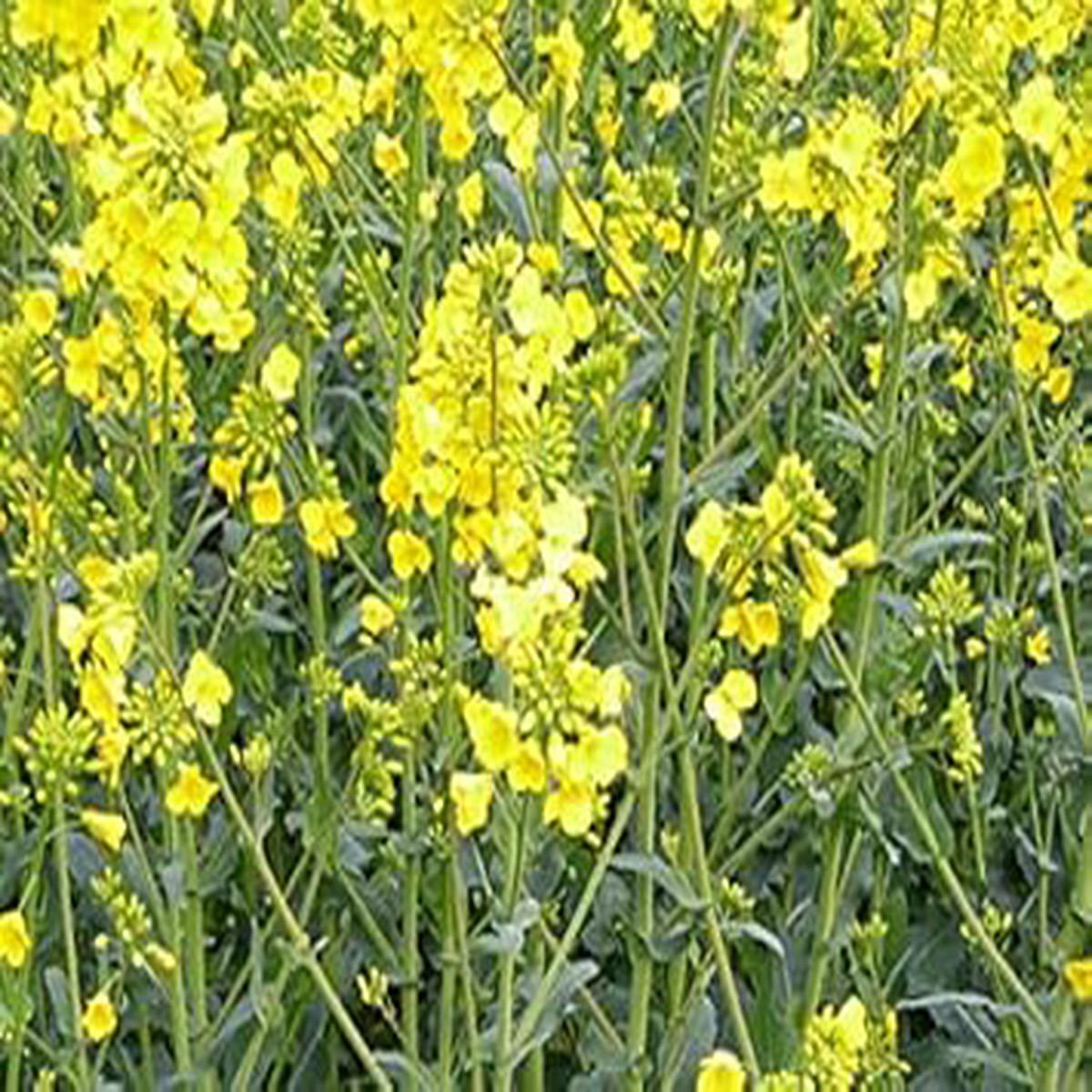 Yellow Rape Flower seeds for Planting - Fragrant Blossoms, Heirloom & GMO Free Seeds for Home Garden