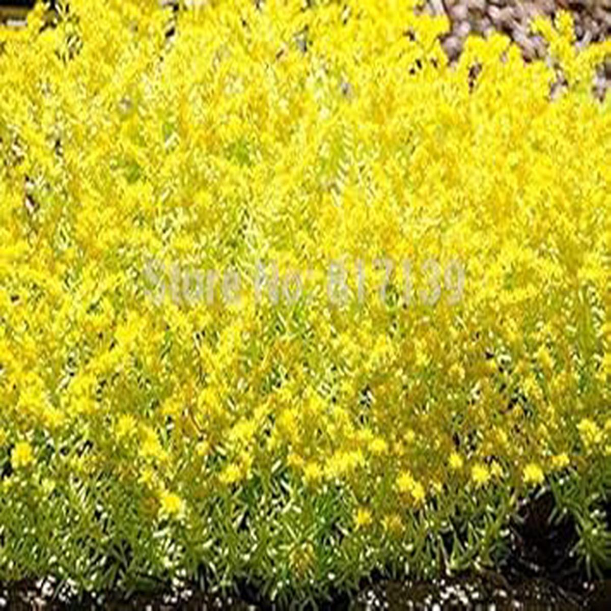 Yellow Sedum Flower Seeds for Planting Heirloom, Non-GMO, High Germination Organic Garden Seeds