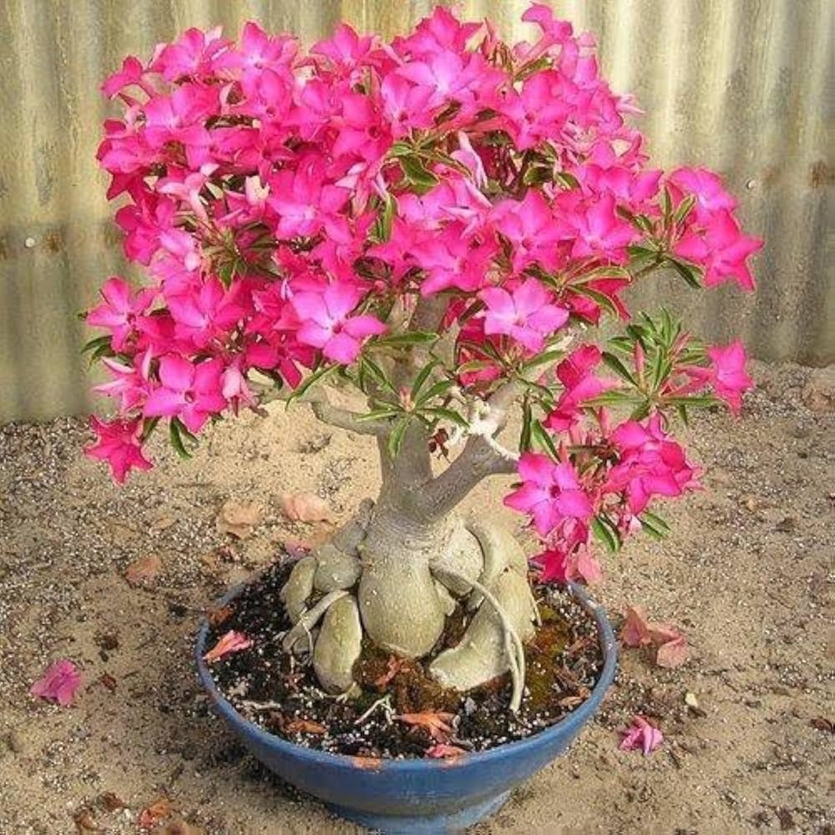 Adenium Obsum Desert Rose Triple King Pandora Flower Seeds Home Garden Planting, Colorful