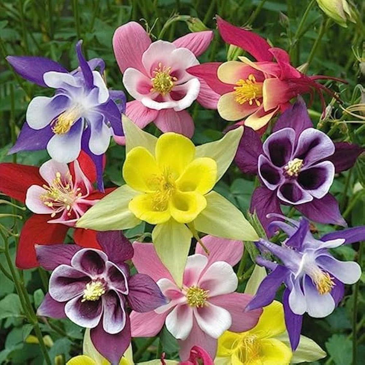 Aquilegia Vulgaris Iceberg Seeds Perennial Flower Seeds for Planting in Garden Beds